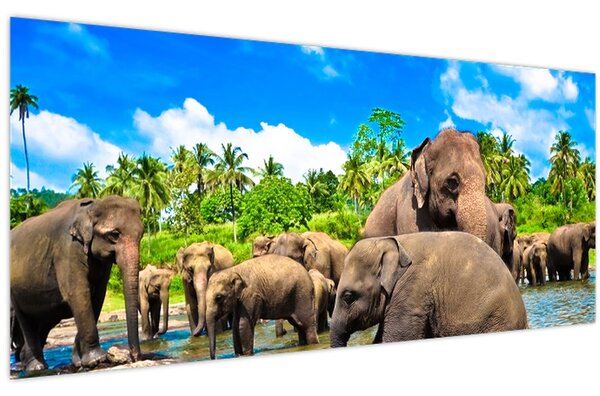 Kép - Elefántok, Sri Lanka (120x50 cm)