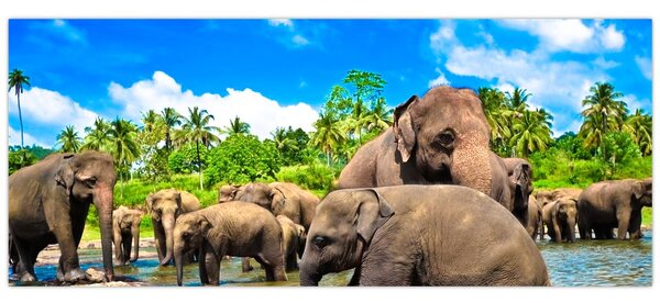 Kép - Elefántok, Sri Lanka (120x50 cm)