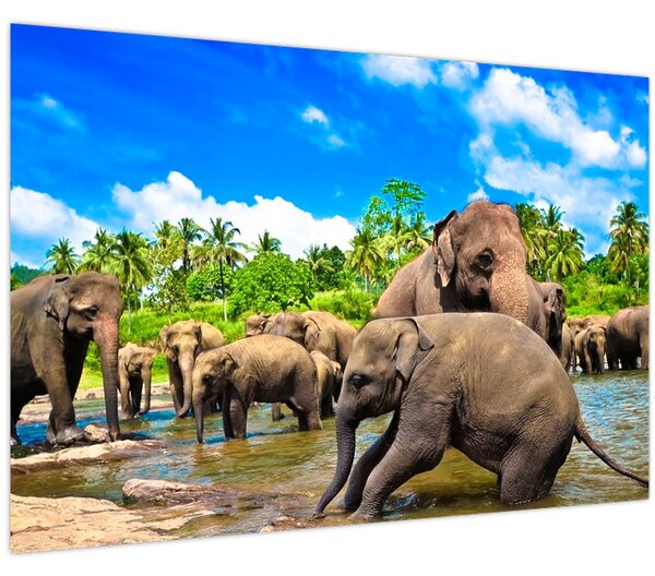 Kép - Elefántok, Sri Lanka (90x60 cm)