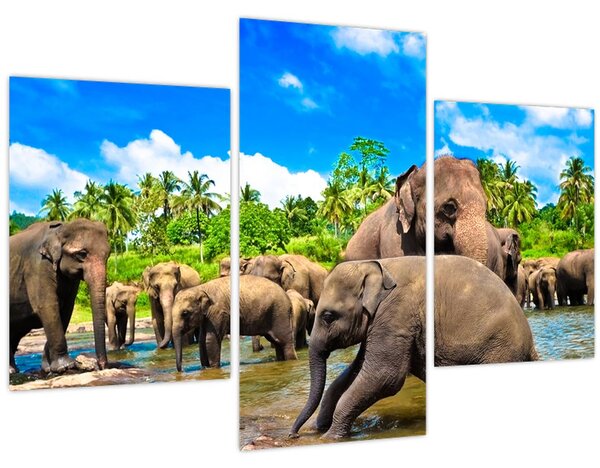 Kép - Elefántok, Sri Lanka (90x60 cm)