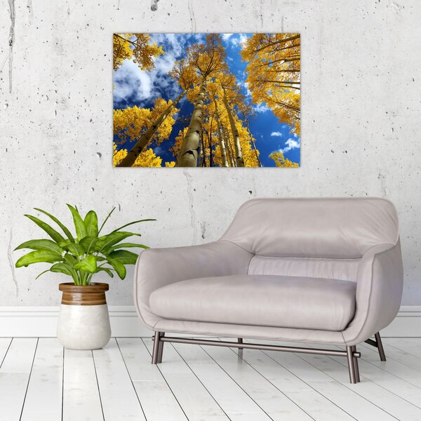Kép - Aspen (70x50 cm)