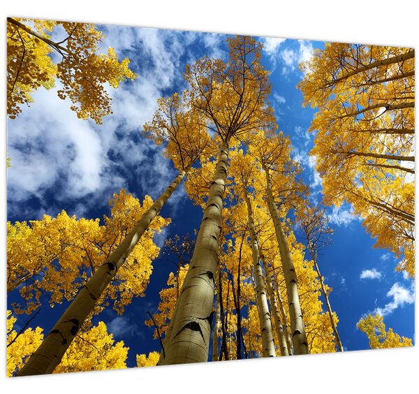 Kép - Aspen (70x50 cm)