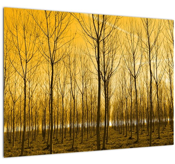 Kép - Faültetvény (70x50 cm)