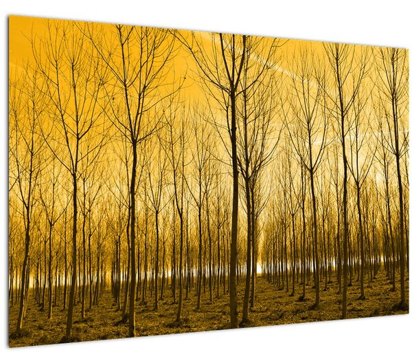 Kép - Faültetvény (90x60 cm)