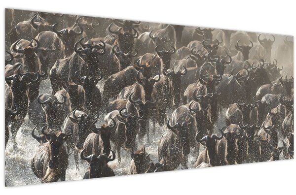 Kép - Gnúcsorda (120x50 cm)