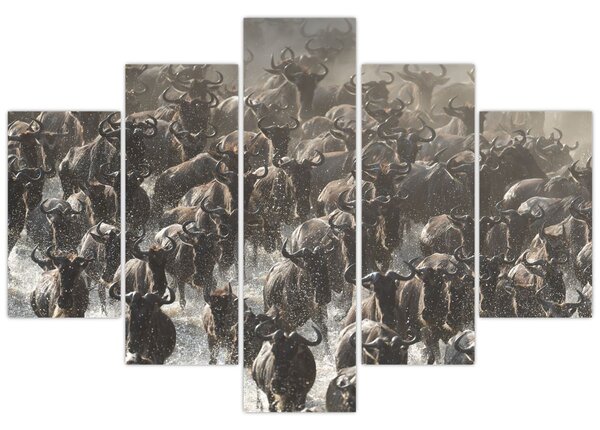 Kép - Gnúcsorda (150x105 cm)