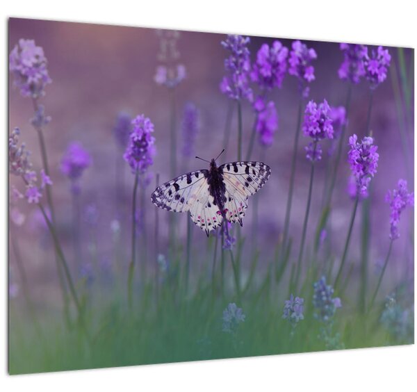 Kép - Pillangó a levendulán (70x50 cm)