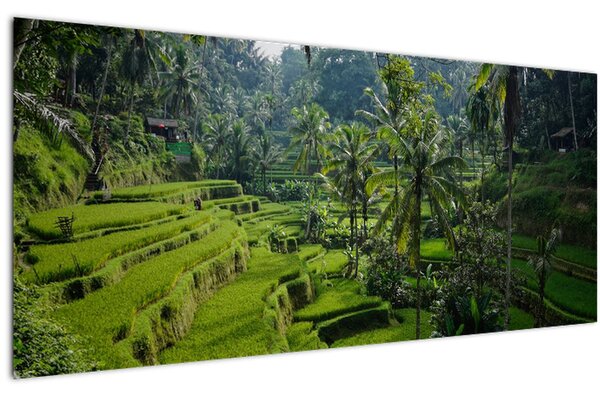 Kép a rizs teraszokról, Tegalalang, Bal (120x50 cm)