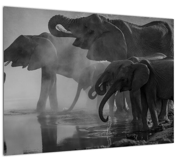 Elefánt képe - fekete fehér (üvegen) (70x50 cm)