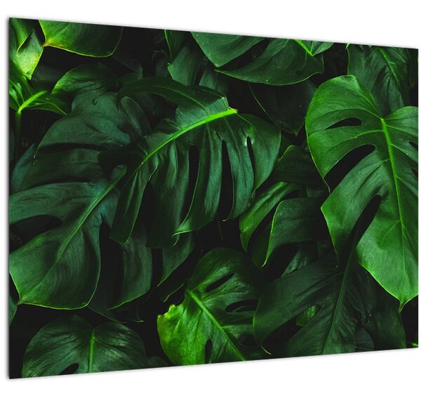 Monstery levelek képe (70x50 cm)