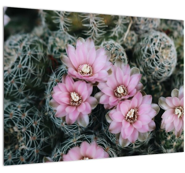 Kaktusz virágának képe (70x50 cm)