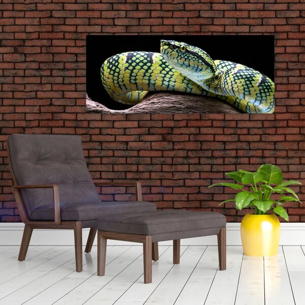 Kép - Wagler csörgőkígyó (120x50 cm)