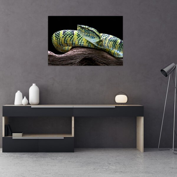 Kép - Wagler csörgőkígyó (90x60 cm)