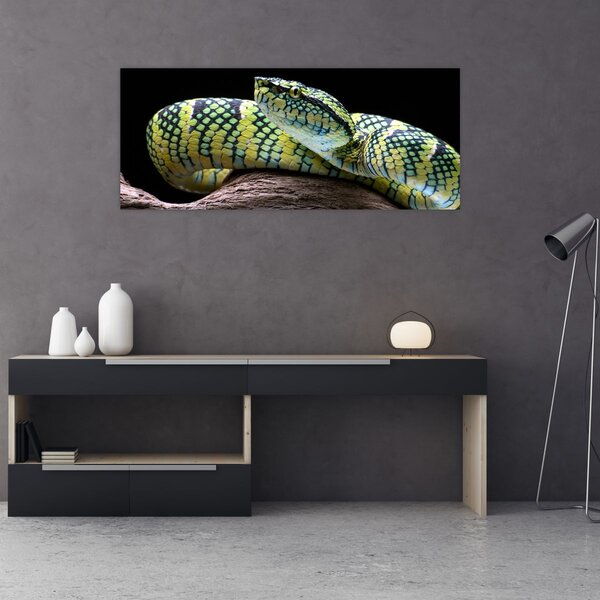 Kép - Wagler csörgőkígyó (120x50 cm)