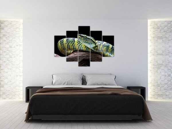 Kép - Wagler csörgőkígyó (150x105 cm)