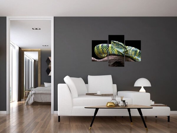 Kép - Wagler csörgőkígyó (90x60 cm)