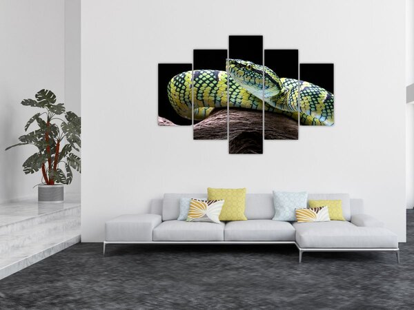 Kép - Wagler csörgőkígyó (150x105 cm)