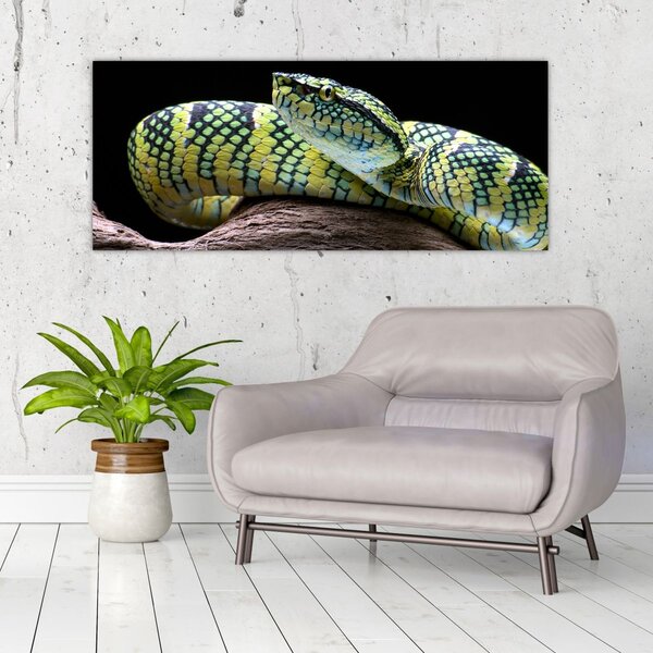 Kép - Wagler csörgőkígyó (120x50 cm)