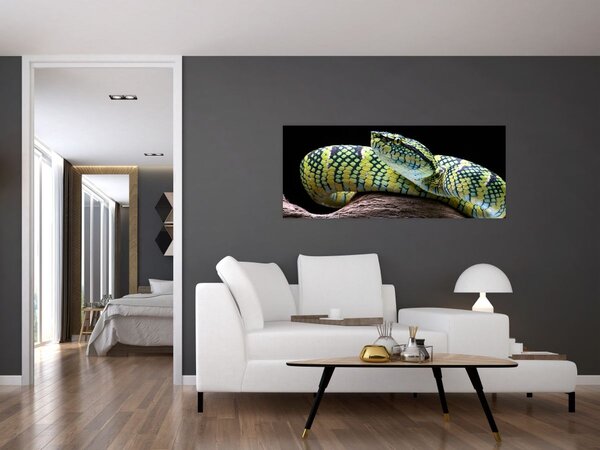 Kép - Wagler csörgőkígyó (120x50 cm)