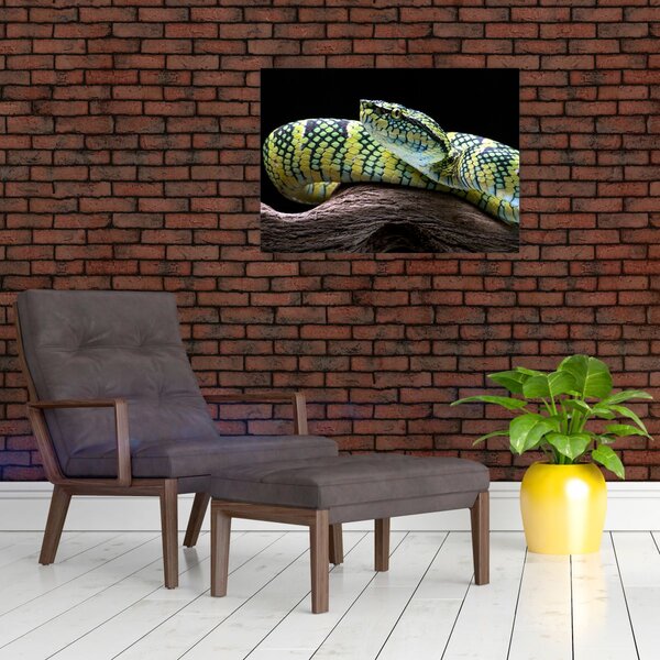 Kép - Wagler csörgőkígyó (70x50 cm)
