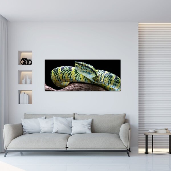 Kép - Wagler csörgőkígyó (120x50 cm)