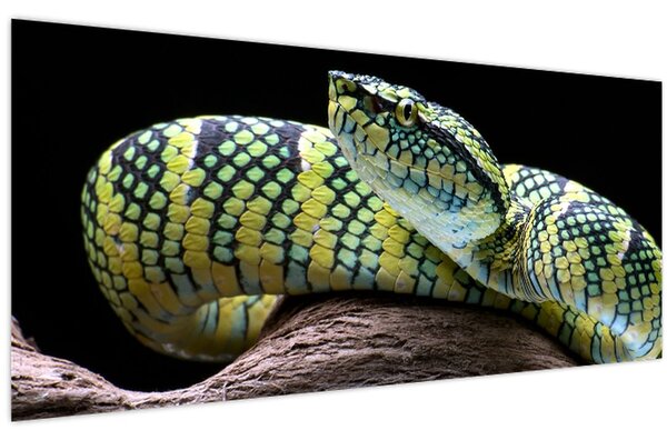 Kép - Wagler csörgőkígyó (120x50 cm)