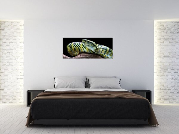 Kép - Wagler csörgőkígyó (120x50 cm)