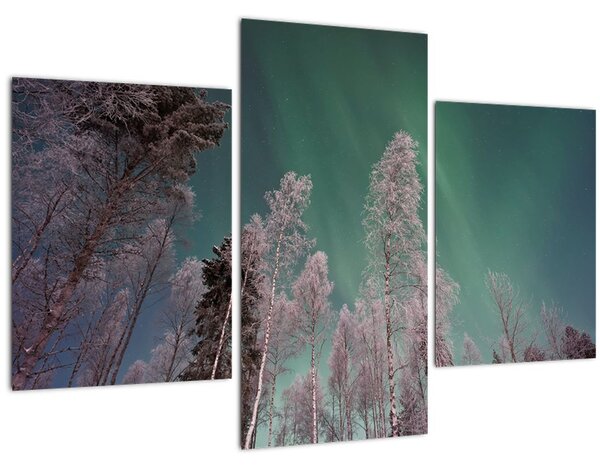 Az aurora borealis képe fagyos fák felett (90x60 cm)