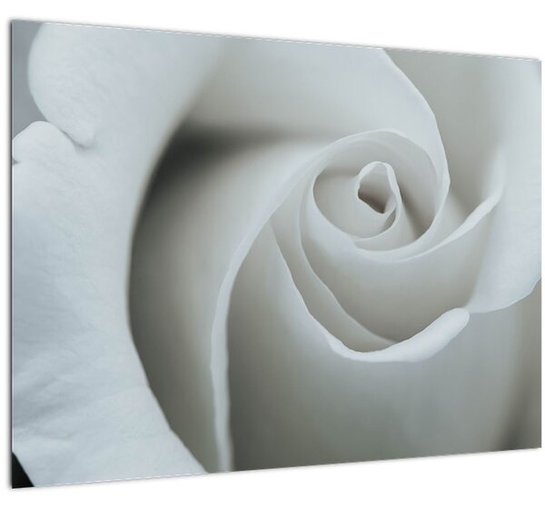 Kép - Fehér rózsa (üvegen) (70x50 cm)