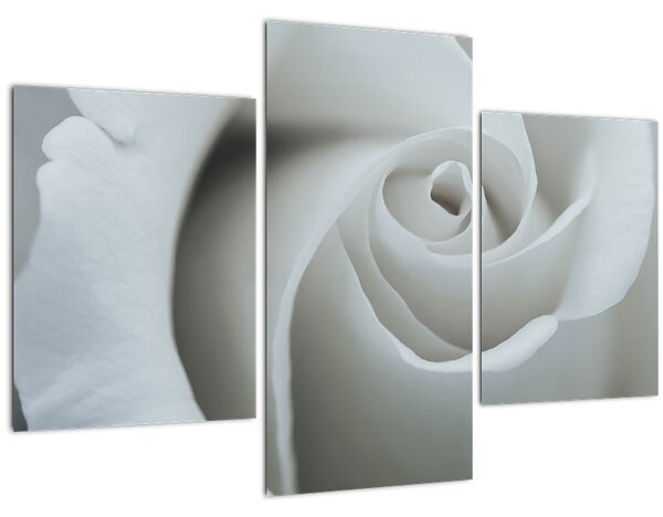 Kép - Fehér rózsa (90x60 cm)