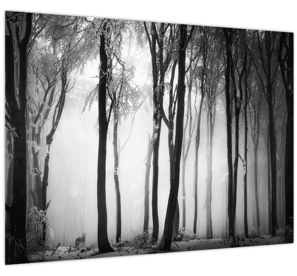 Kép - Farkas a sötét erdőben (70x50 cm)