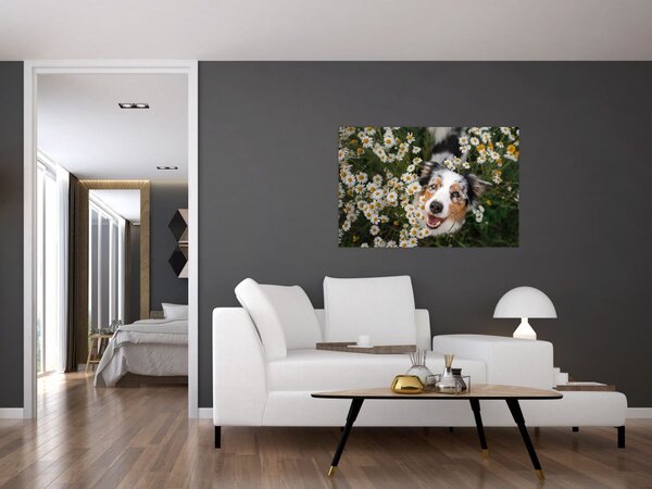 Kép - Ausztrál juhászkutya (90x60 cm)