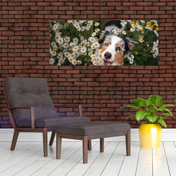 Kép - Ausztrál juhászkutya (120x50 cm)