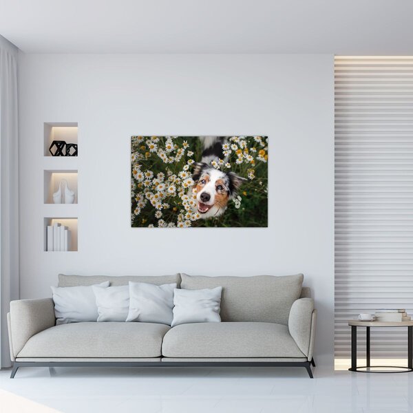 Kép - Ausztrál juhászkutya (90x60 cm)