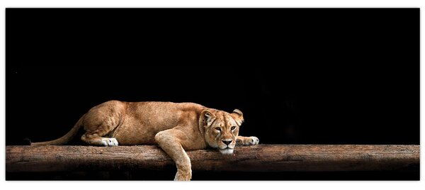 Kép - Lioness (120x50 cm)