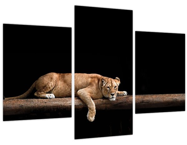 Kép - Lioness (90x60 cm)