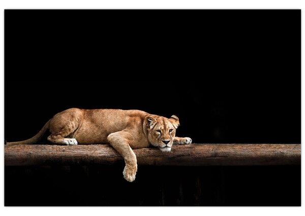 Kép - Lioness (90x60 cm)