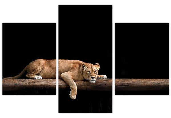 Kép - Lioness (90x60 cm)