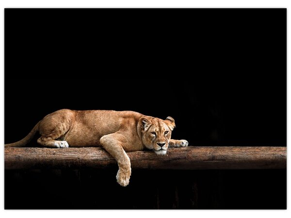 Kép - Lioness (70x50 cm)