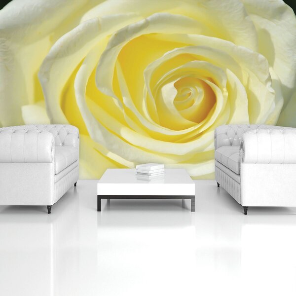 Fotótapéta - Sárgás rózsa (152,5x104 cm)