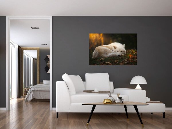 Kép - Pihenő farkas (90x60 cm)