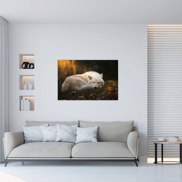 Kép - Pihenő farkas (90x60 cm)