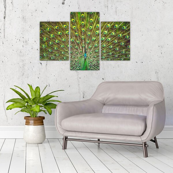 Kép - Páva (90x60 cm)