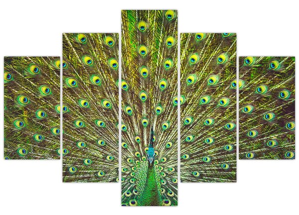 Kép - Páva (150x105 cm)
