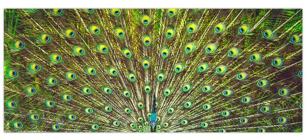 Kép - Páva (120x50 cm)