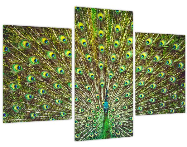 Kép - Páva (90x60 cm)