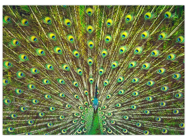 Kép - Páva (70x50 cm)