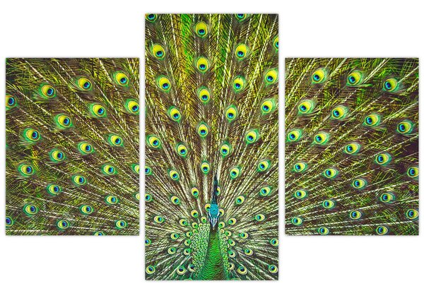 Kép - Páva (90x60 cm)