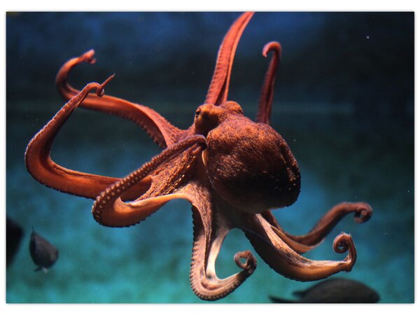 Kép - Octopus (70x50 cm)