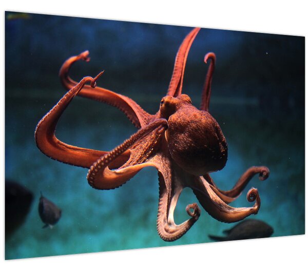 Kép - Octopus (90x60 cm)
